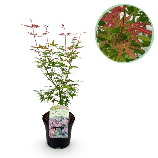 Japanischer Ahorn Acer palmatum 'Phoenix' – Rosa-Rot – Balkon- & Gartenpflanze – Ø19 cm – Ca. 70 cm hoch – Handförmiges Laub mit intensiver Herbstfärbung