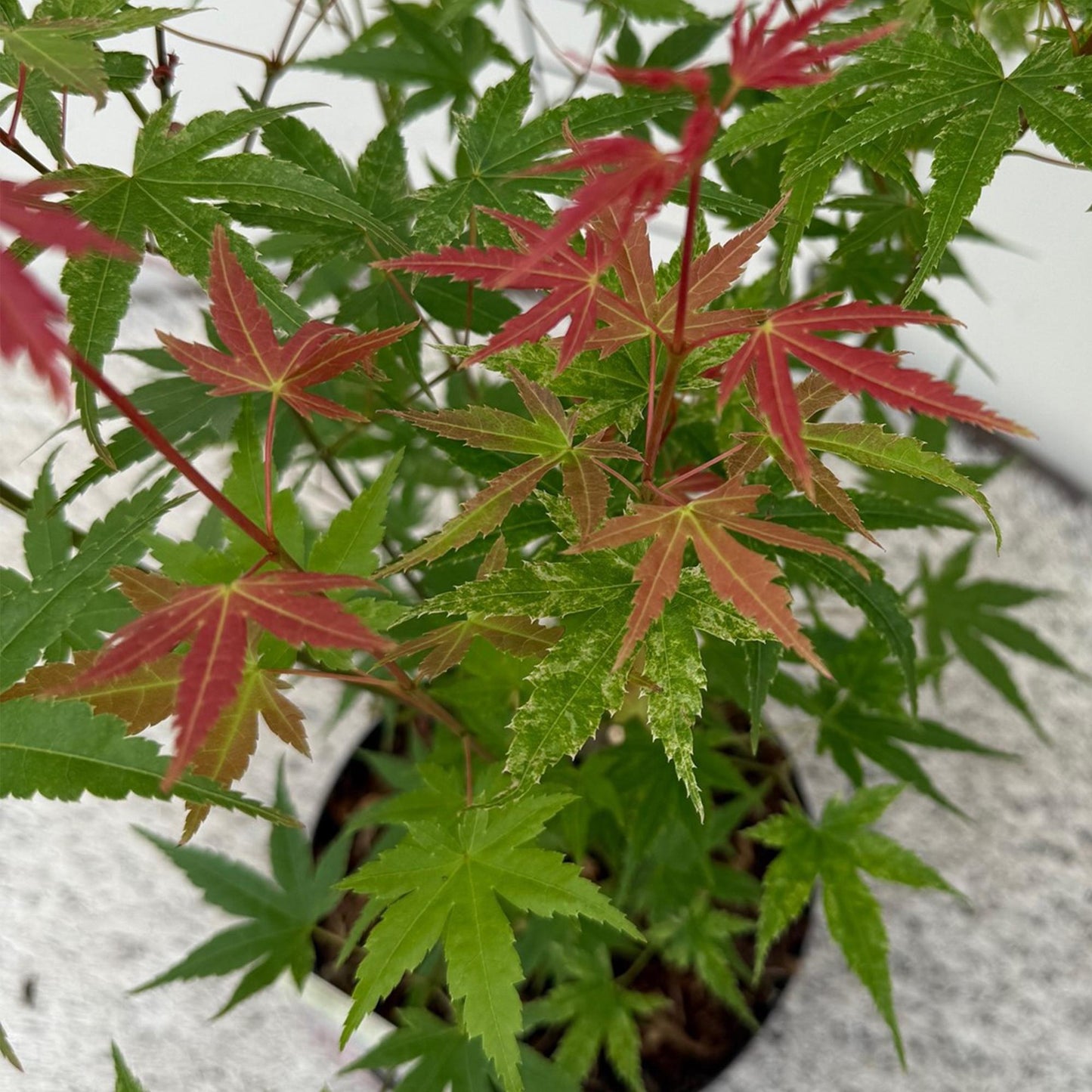 Japanischer Ahorn Acer palmatum 'Phoenix' – Rosa-Rot – Balkon- & Gartenpflanze – Ø19 cm – Ca. 70 cm hoch – Handförmiges Laub mit intensiver Herbstfärbung