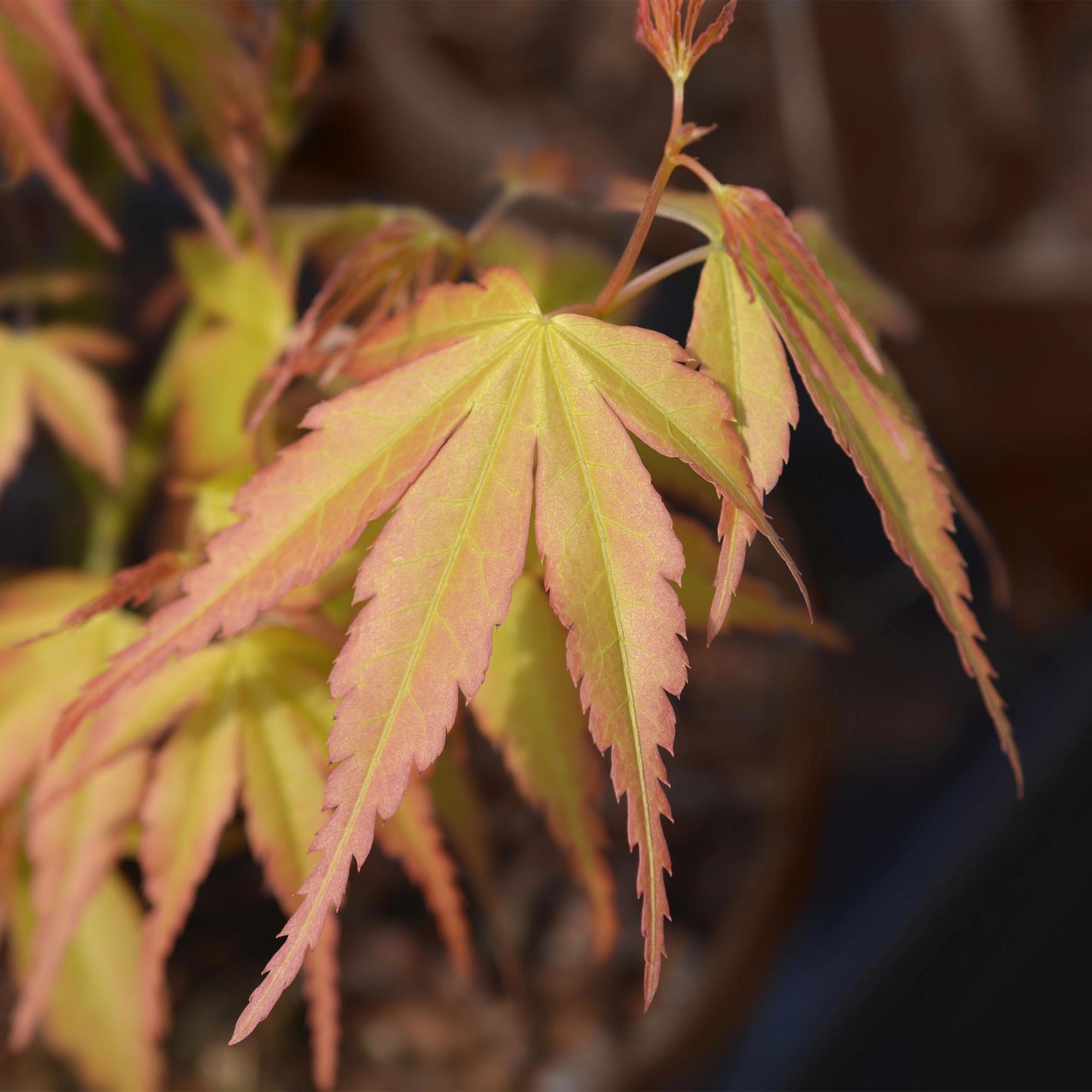 Japanischer Ahorn Acer palmatum 'Katsura' – Orange – Balkon- & Gartenpflanze – Ø19 cm – Ca. 70 cm hoch – Kompakter Zierahorn mit beeindruckendem Farbwechsel