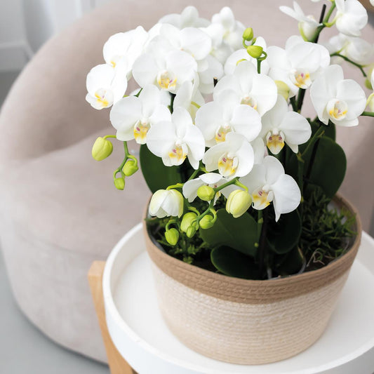 Orchideen Set Weiß im Schilfkorb mit Wassertank – 3 Phalaenopsis Orchidee 12cm + Tillandsie – Deko Orchideen Arrangement mit Bewässerungssystem für Wohnzimmer & Büro