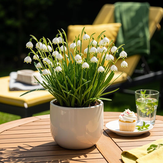Blumenzwiebeln Leucojum Aestivum – 20 Blumenzwiebeln – Weiße Sommer-Knotenblume – Elegante Frühlingsblumen für Beet, Balkon & Terrasse – Pflegeleicht