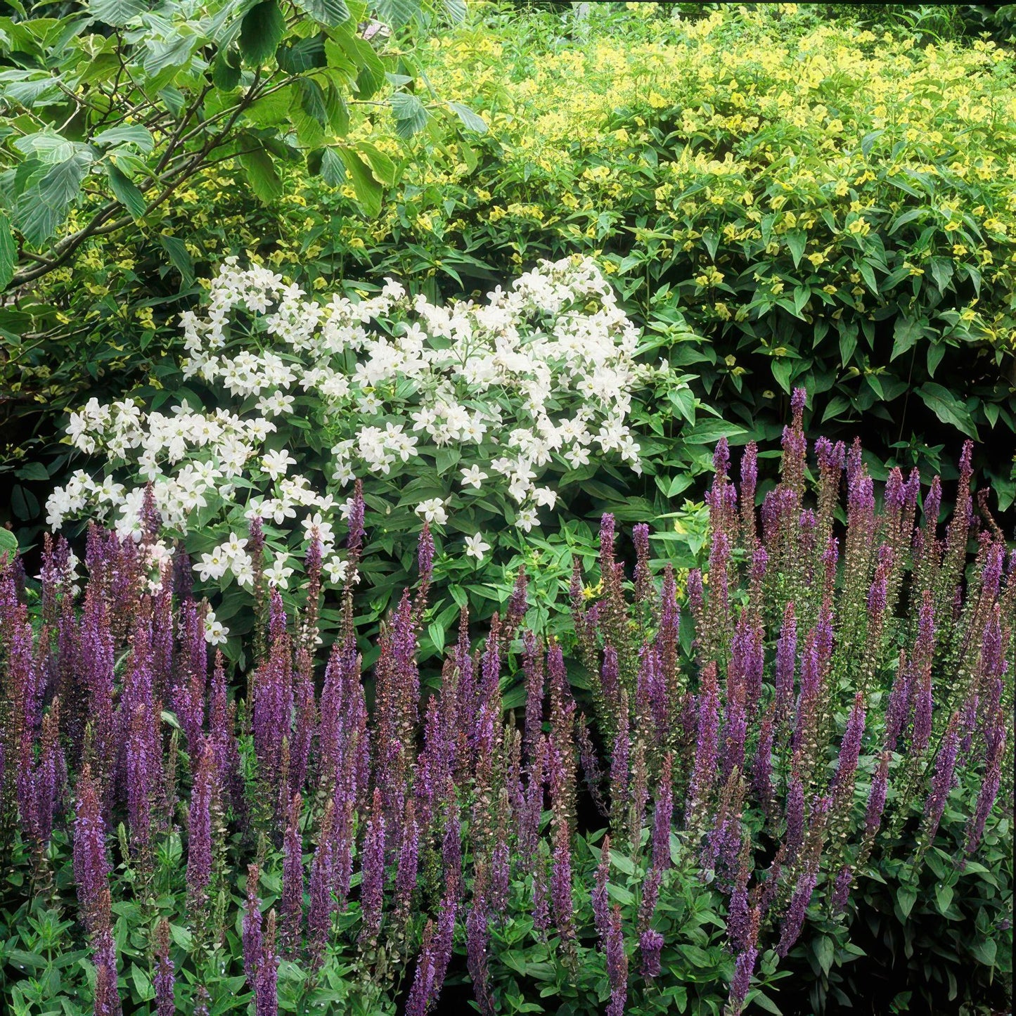 Salvia nemorosa 'Ostfriesland' – 24 Pflanzen – ↕10-25cm – Ø9cm – Staude – Lila Blüten – Sonnig – Pflegeleicht & Robust