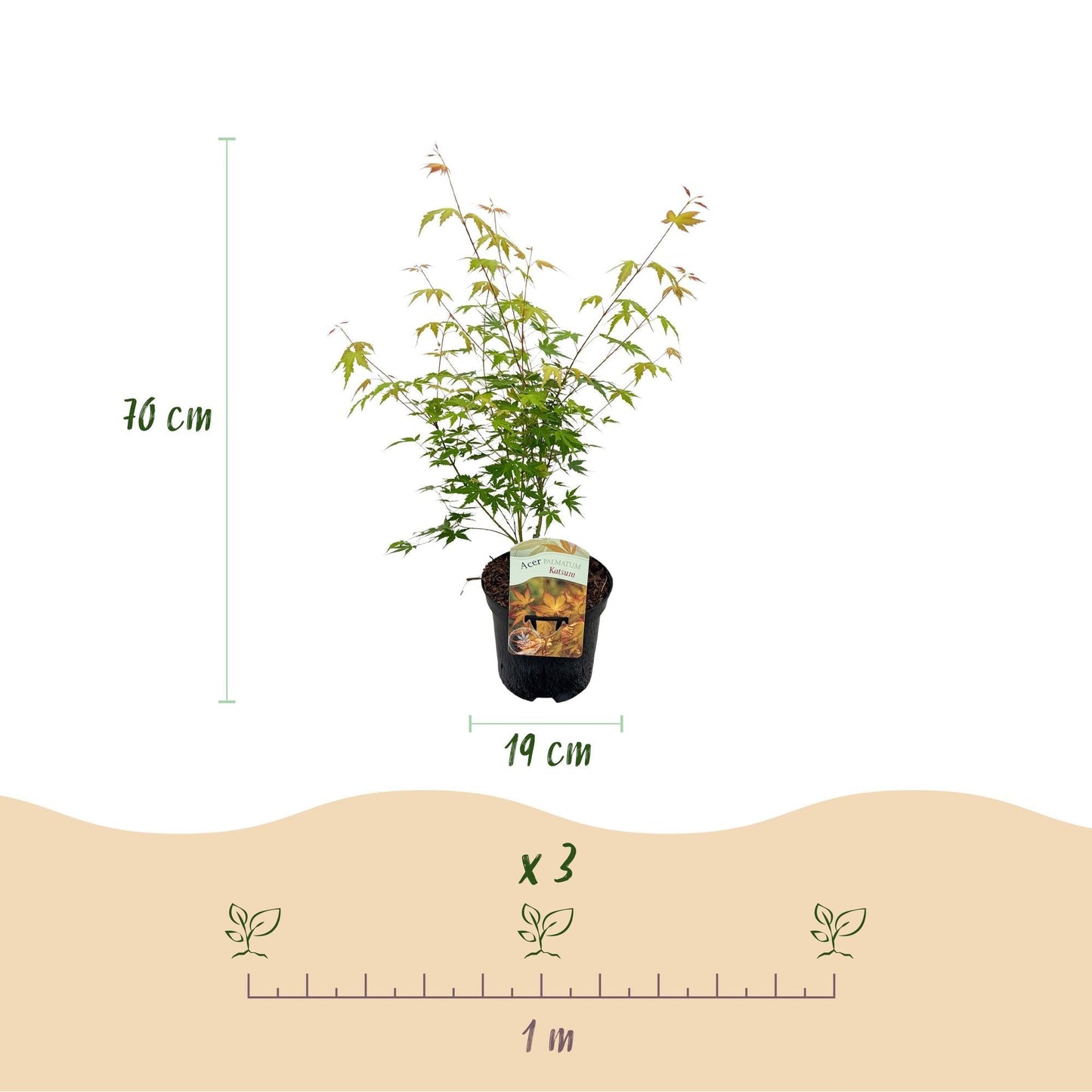 Japanischer Ahorn Acer palmatum 'Katsura' – Orange – Balkon- & Gartenpflanze – Ø19 cm – Ca. 70 cm hoch – Kompakter Zierahorn mit beeindruckendem Farbwechsel