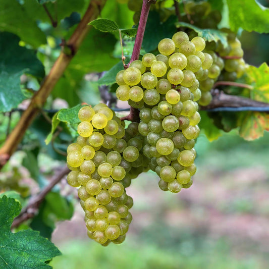 Weinrebe Vitis vinifera 'Bianca' – Weiße Traube – 2 Pflanzen – Ø15cm – Höhe ca. 50cm – Süße Tafeltrauben – Pflegeleichte Obstpflanze für Garten & Balkon – Reich an Vitaminen
