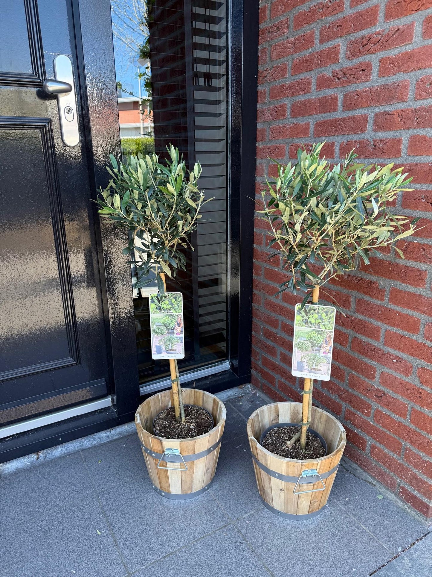 Olea Europaea Olivenbaum auf Stamm – Immergrüne Terrassenpflanze – Pflegeleicht – Ø19 cm – Höhe ca. 90 cm – Mediterranes Flair für Balkon & Garten