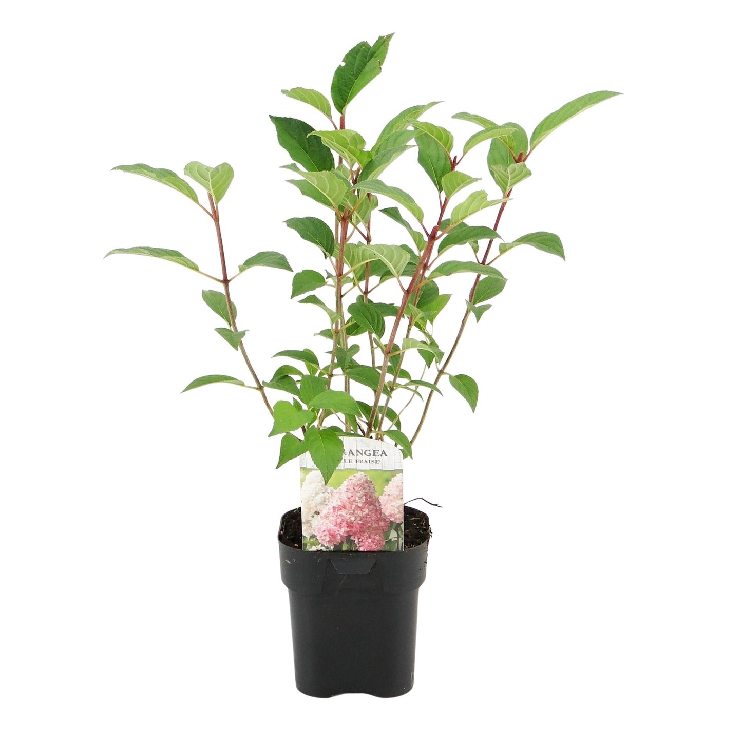 Rispenhortensie – Hydrangea panniculata Vanille Fraise – Blüte Weiß-Rosa – 3 Pflanzen für 1m² – Laubabwerfend – Große Blüten – 17cm – Höhe ca. 50cm