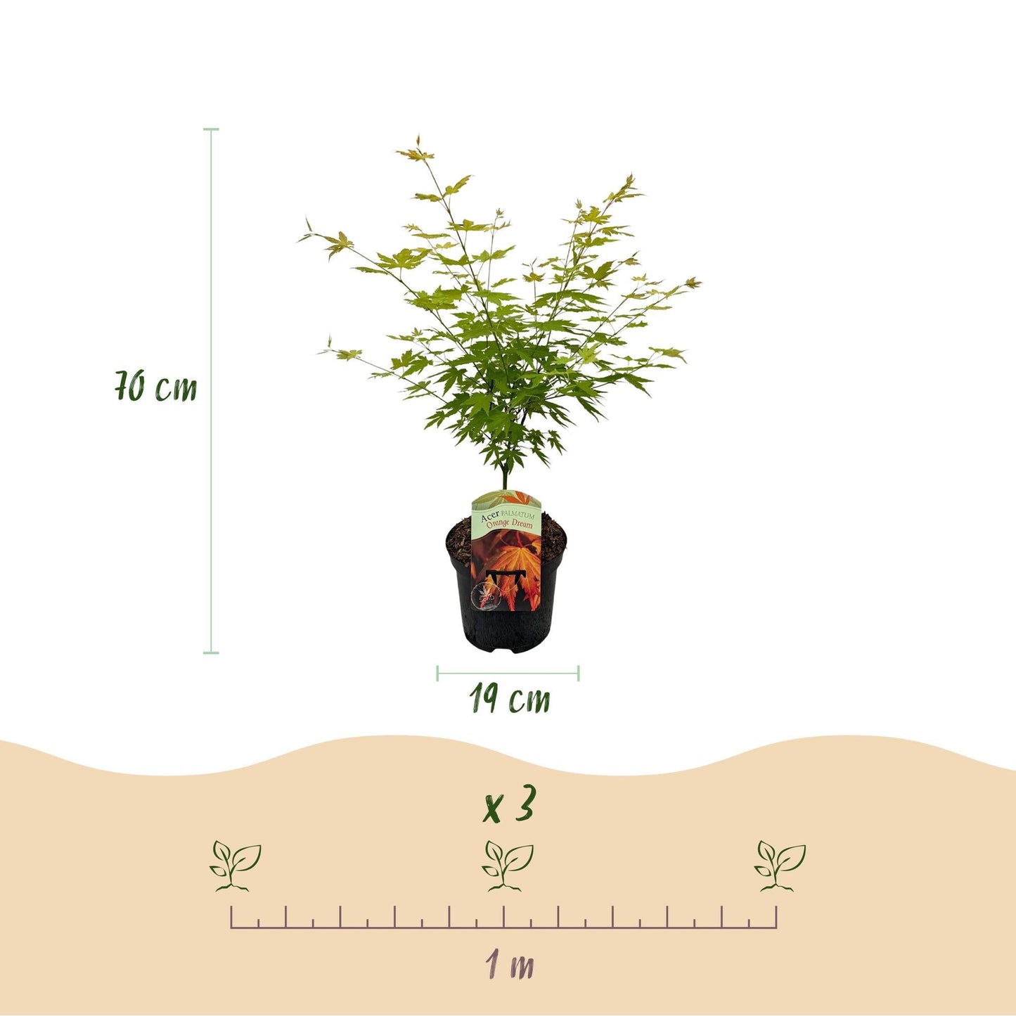 Japanischer Ahorn – Acer palmatum 'Orange Dream' 2 Stück