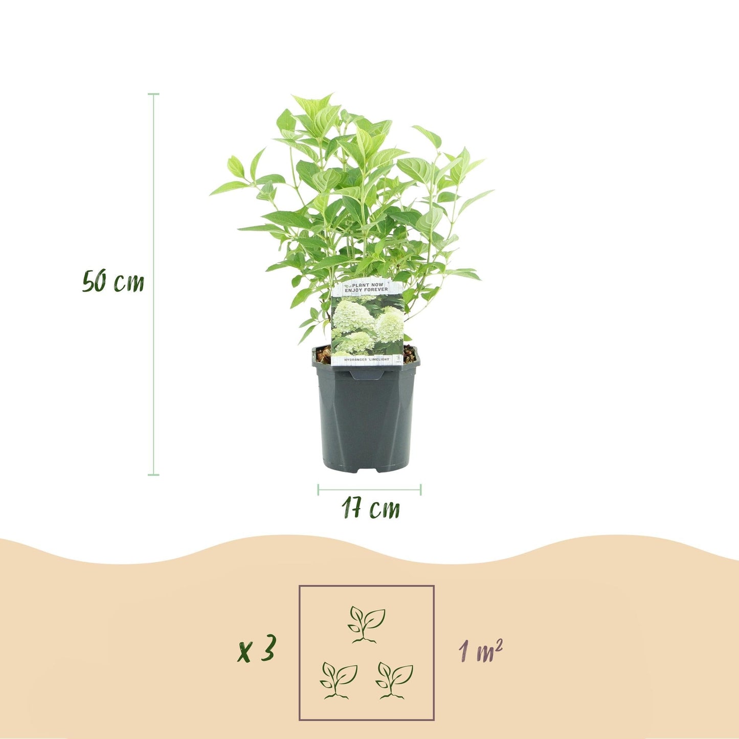 Rispenhortensie – Hydrangea panniculata Limelight – Blüte Limonengrün-Cremeweiß – 3 Pflanzen für 1m² – Laubabwerfend – Große Blüten – 17cm – Höhe ca. 50cm