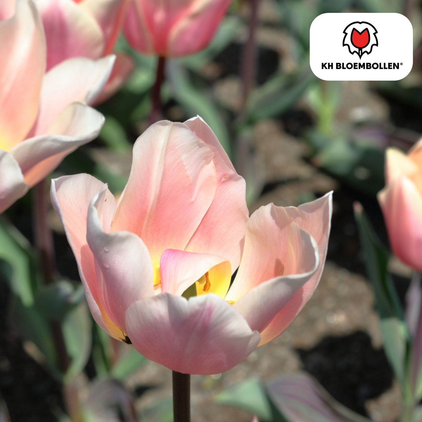 Tulpenzwiebeln Apricot Delight – 20 Blumenzwiebeln - Zartrosa-Apricot Tulpe – Groß & Kraftvoll – Für Garten oder Topf – Frisch vom Züchter