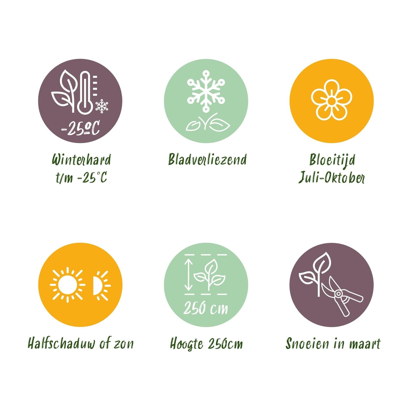 Rispenhortensie – Hydrangea panniculata Vanille Fraise – Blüte Weiß-Rosa – 3 Pflanzen für 1m² – Laubabwerfend – Große Blüten – 17cm – Höhe ca. 50cm