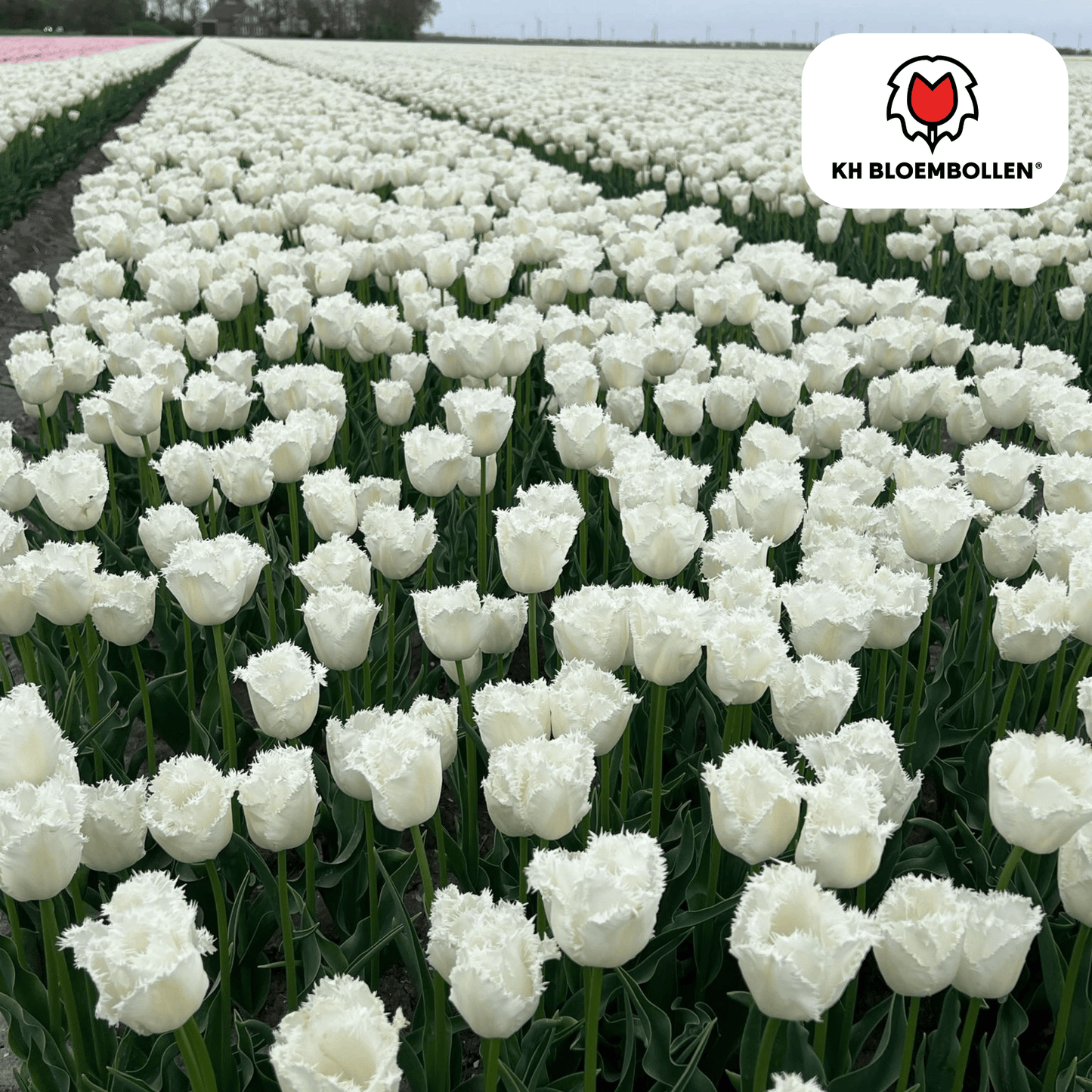 Tulpenzwiebeln Honeymoon – 20 Blumenzwiebeln – Weiße Tulpe mit gezacktem Rand – Elegant & Einzigartig – Für Garten & Topf – Frisch vom Züchter