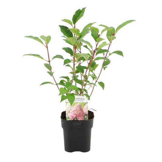 Rispenhortensie – Hydrangea panniculata Vanille Fraise – Blüte Weiß-Rosa – Laubabwerfend – Große Blüten – 17cm – Höhe ca. 50cm