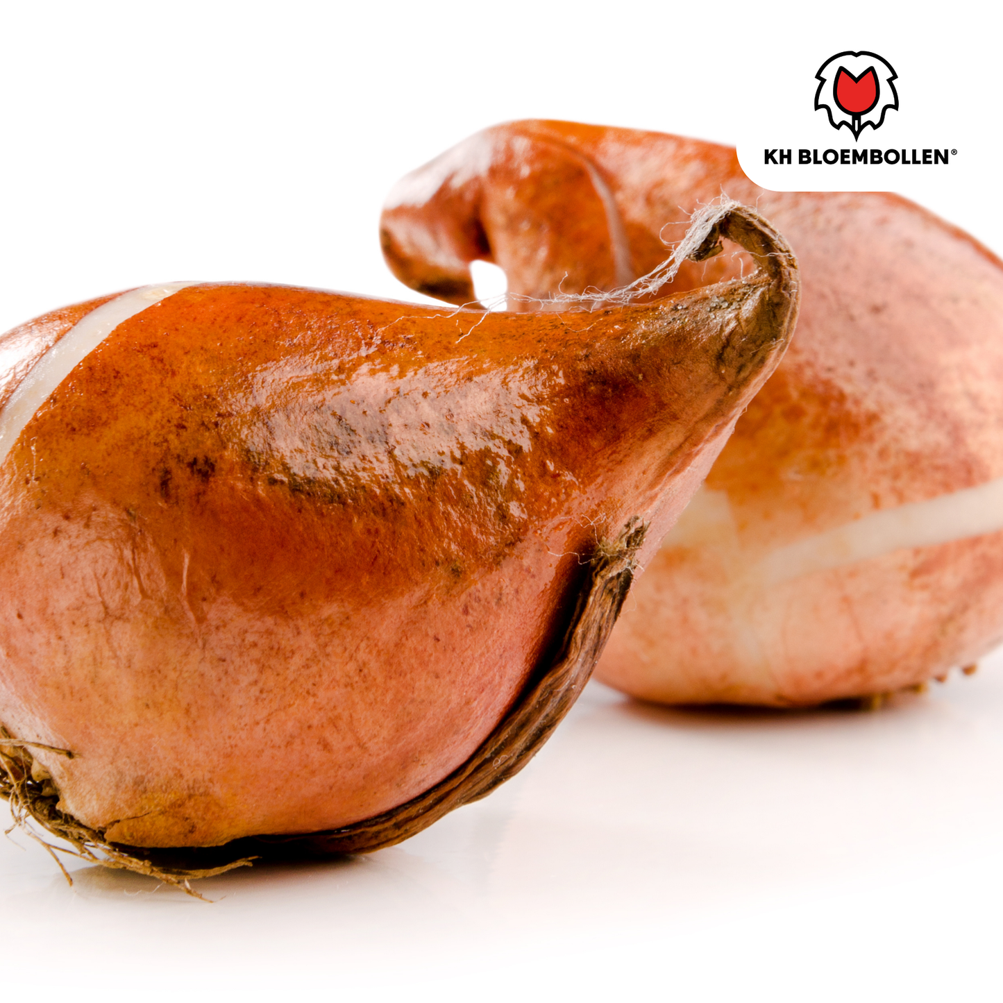 Tulpenzwiebeln Honeymoon – 20 Blumenzwiebeln – Weiße Tulpe mit gezacktem Rand – Elegant & Einzigartig – Für Garten & Topf – Frisch vom Züchter