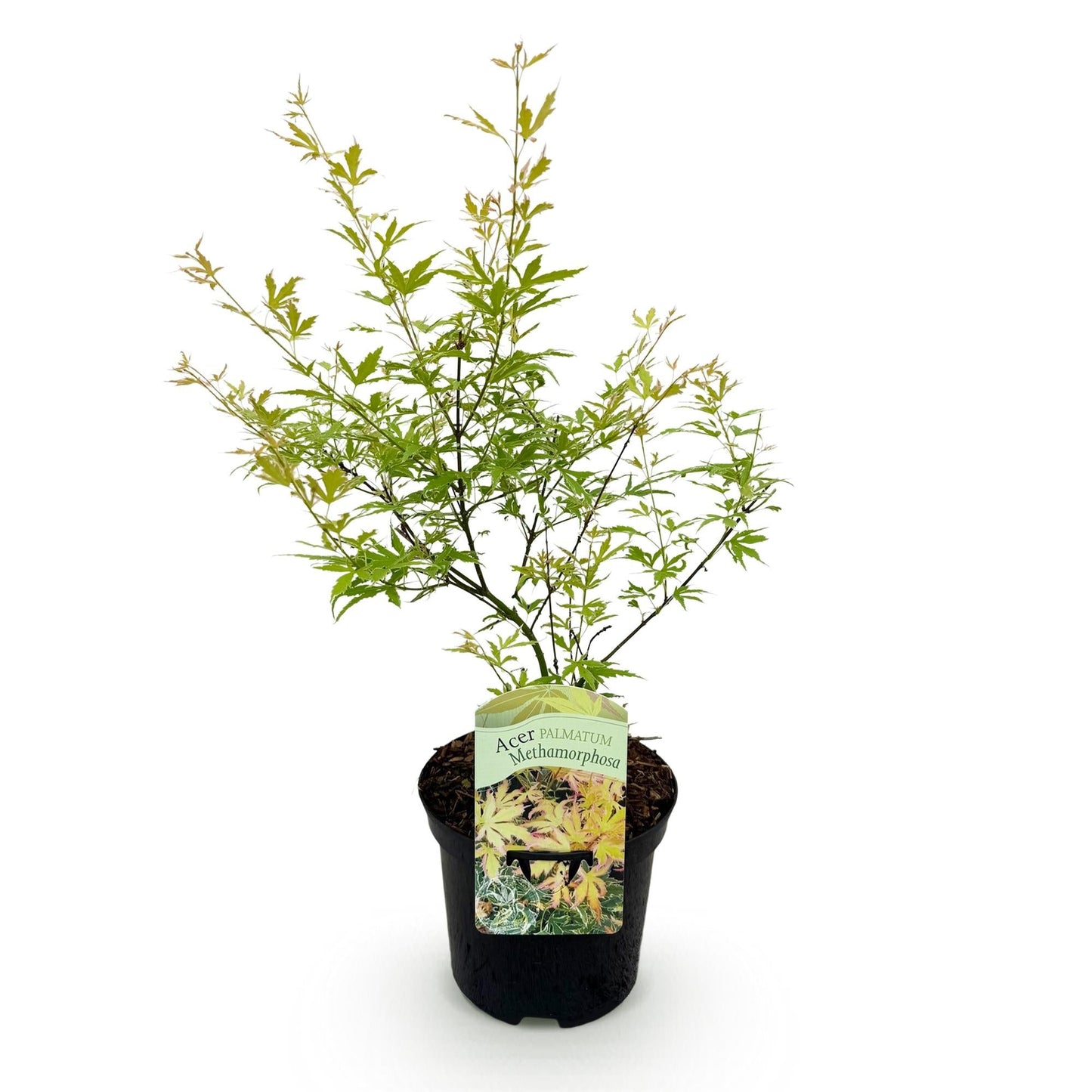 Japanischer Ahorn – Acer palmatum Metamorphosa – 70 cm hoch – 19 cm – Balkonpflanze & Zierbaum – Grünes Frühlingslaub, rote Herbstfärbung – Ideal für Beet & Kübel