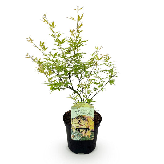 Japanischer Ahorn – Acer palmatum Metamorphosa – 70 cm hoch – 19 cm – Balkonpflanze & Zierbaum – Grünes Frühlingslaub, rote Herbstfärbung – Ideal für Beet & Kübel