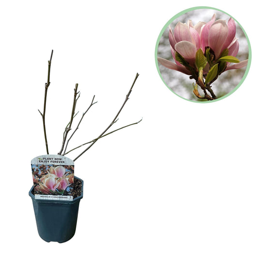 Tulpen-Magnolie Magnolia Soulangiana – Strauch/Baum – Blüten Hellrosa – Frühjahrsblüher – Pflegeleicht – 17cm Höhe 45cm – Für Garten & Terrasse