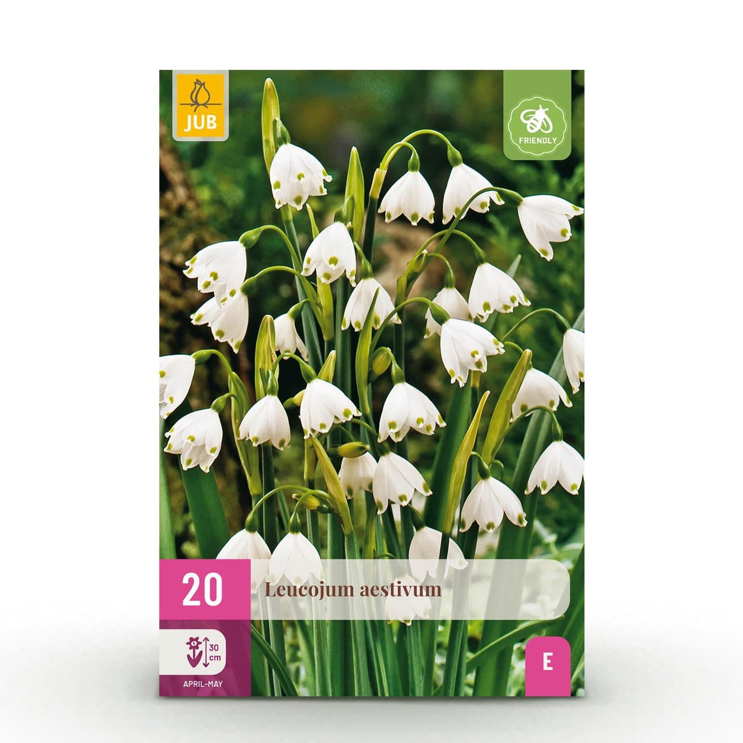 Blumenzwiebeln Leucojum Aestivum – 20 Blumenzwiebeln – Weiße Sommer-Knotenblume – Elegante Frühlingsblumen für Beet, Balkon & Terrasse – Pflegeleicht