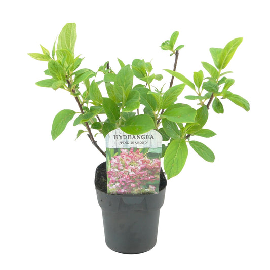 Rispenhortensie – Hydrangea panniculata Pink Diamond – Blüte Weiß-Rosa – Laubabwerfend – Große Blüten – 17cm – Höhe ca. 50cm