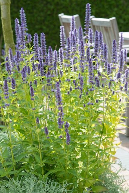 Asiatische Duftnessel Agastache 'Black Adder' – 6 Pflanzen – Staude mit dunkelvioletten Blüten – Ø9cm – Blütezeit Sommer bis Herbst – Bienenfreundlich & pflegeleicht