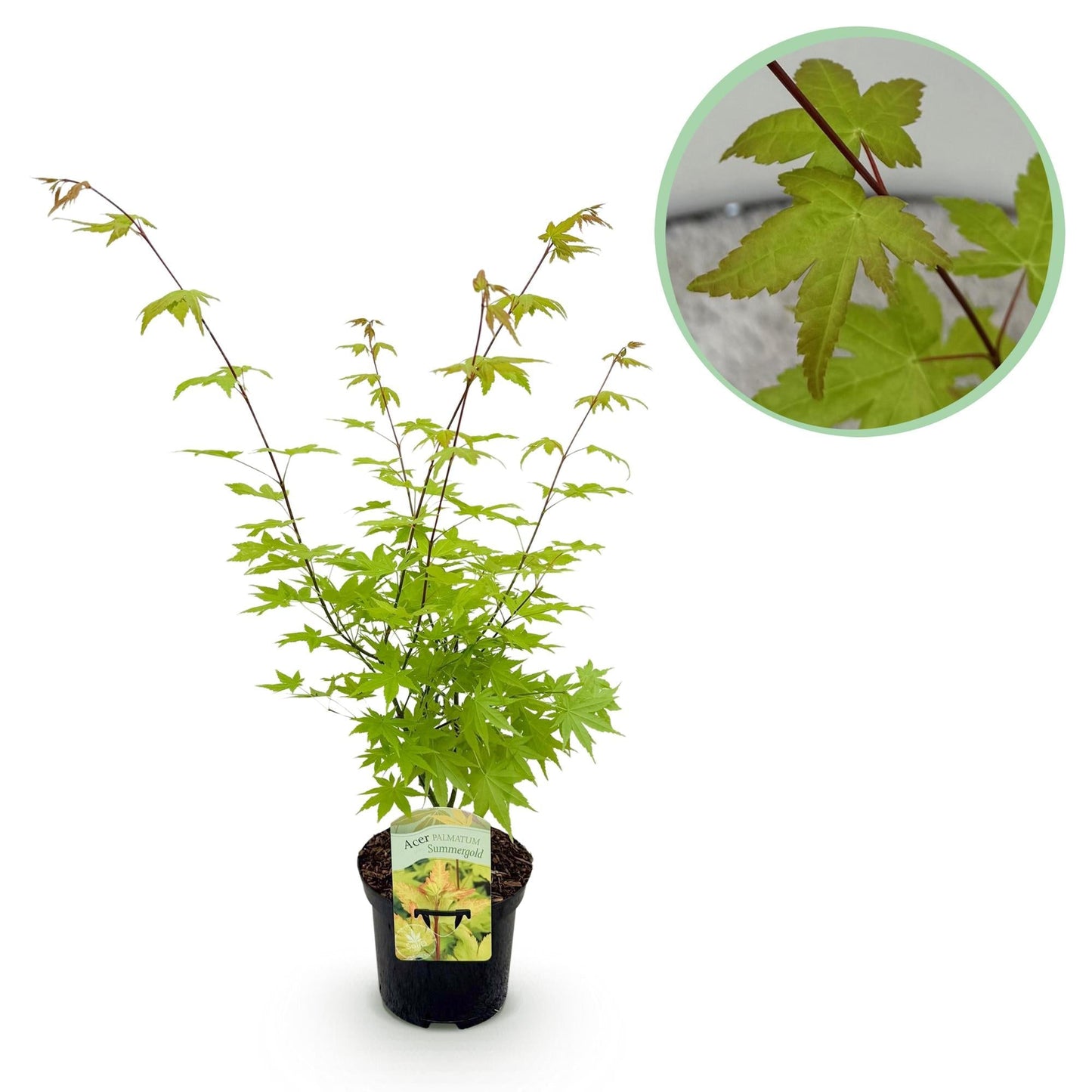 Japanischer Ahorn – Acer palmatum 'Summergold' – ca. 70 cm hoch – Ø19 cm – goldgelbes Laub – Balkon- & Gartenpflanze
