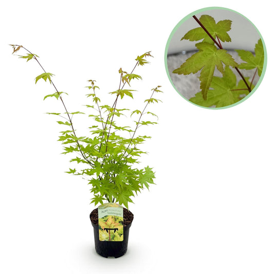 Japanischer Ahorn – Acer palmatum 'Summergold' – ca. 70 cm hoch – Ø19 cm – goldgelbes Laub – Balkon- & Gartenpflanze