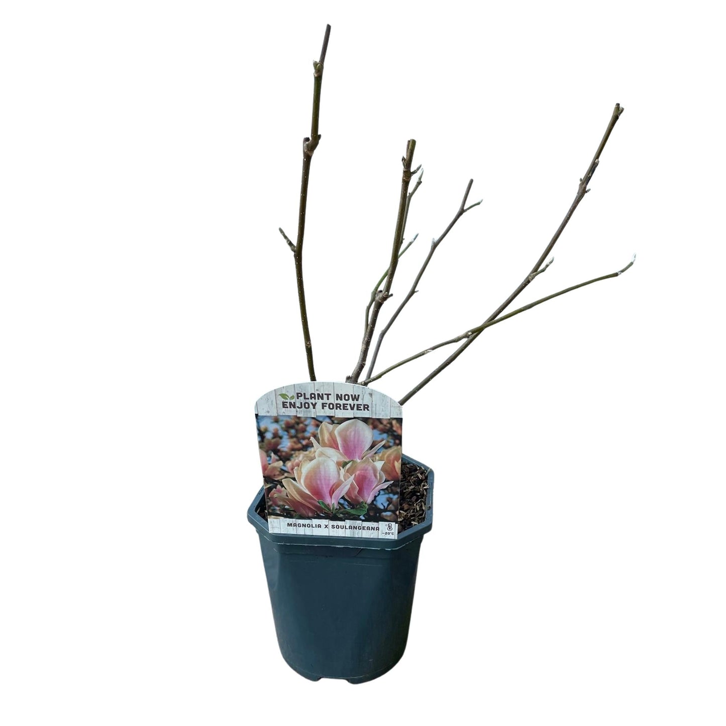 Tulpen-Magnolie Magnolia Soulangiana – Strauch/Baum – Blüten Hellrosa – Frühjahrsblüher – Pflegeleicht – 17cm Höhe 45cm – Für Garten & Terrasse