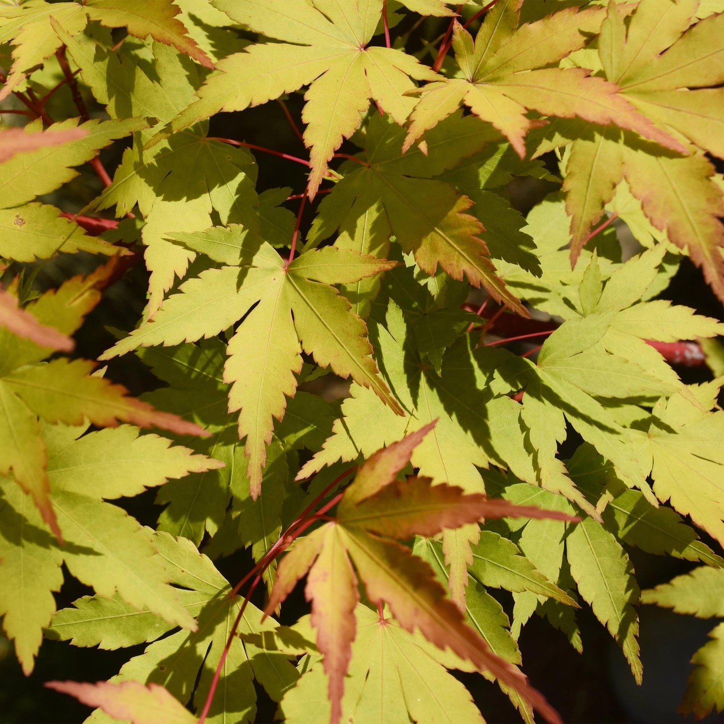 Japanischer Ahorn – Acer palmatum 'Summergold' – ca. 70 cm hoch – Ø19 cm – goldgelbes Laub – Balkon- & Gartenpflanze