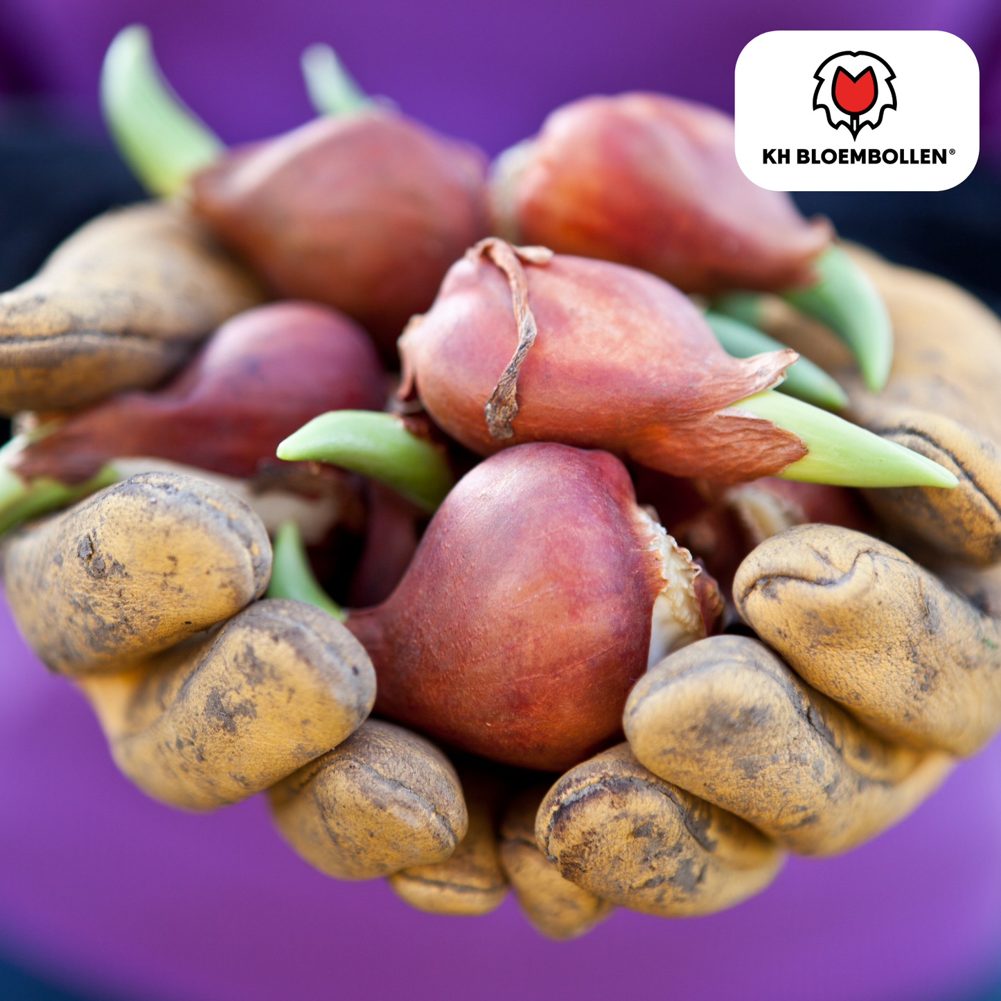 Tulpenzwiebeln Honeymoon – 20 Blumenzwiebeln – Weiße Tulpe mit gezacktem Rand – Elegant & Einzigartig – Für Garten & Topf – Frisch vom Züchter