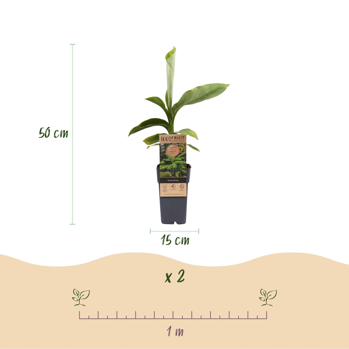 Japanische Faserbanane – Musa basjoo – Winterhart – 2 Pflanzen – Ø15 cm – Höhe ca. 50 cm – Tropische Optik & essbare Früchte – Pflegeleicht – Für Garten, Terrasse & Balkon