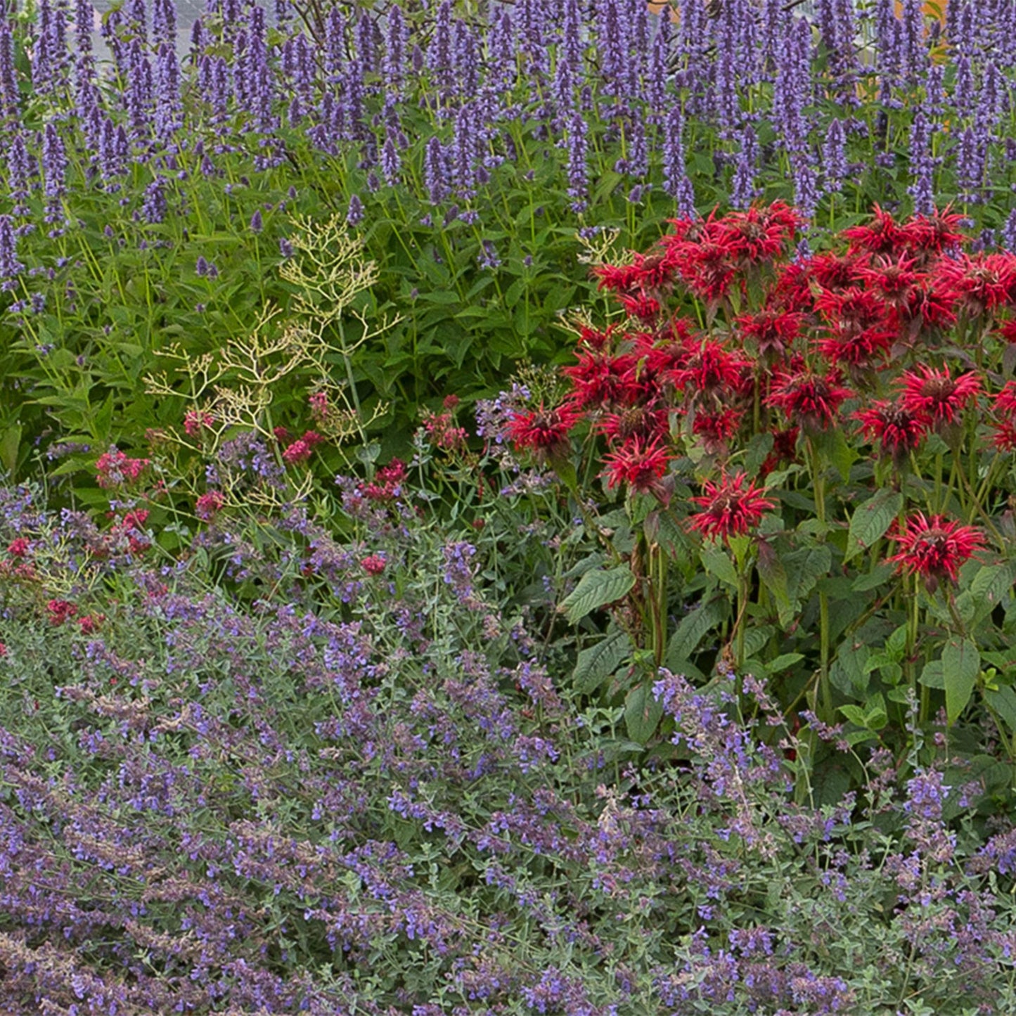 Staudenset – Duftend – 8 verschiedene Duftstauden – Für 1 m² Beet – Bienenfreundlich – Pflegeleicht – Blüten in verschiedenen Farben – Ø11 cm