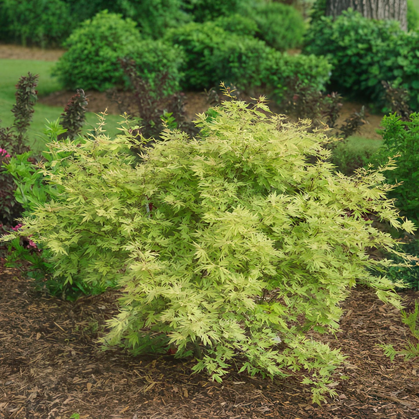 Japanischer Ahorn – Acer palmatum Metamorphosa – 70 cm hoch – 19 cm – Balkonpflanze & Zierbaum – Grünes Frühlingslaub, rote Herbstfärbung – Ideal für Beet & Kübel