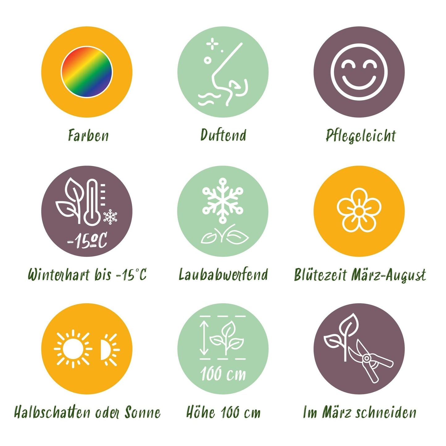 Staudenset – Duftende Blumen – 24 Stauden Ø11cm – Für ca. 3 m² – Bienenfreundlich & pflegeleicht – Verschiedene Farben & Blütezeiten – Ideal für sonnige Beete