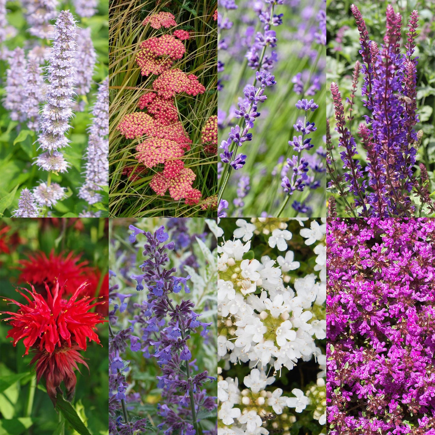 Staudenset – Duftend – 8 verschiedene Duftstauden – Für 1 m² Beet – Bienenfreundlich – Pflegeleicht – Blüten in verschiedenen Farben – Ø11 cm
