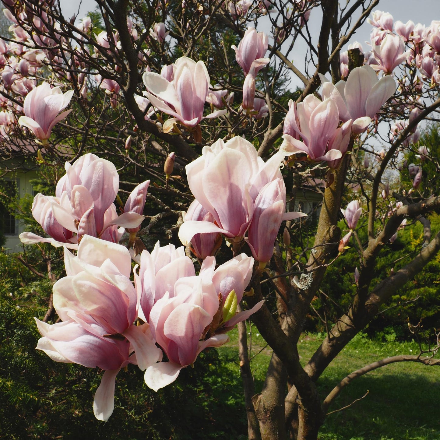 Tulpen-Magnolie Magnolia Soulangiana – Strauch/Baum – Blüten Hellrosa – Frühjahrsblüher – Pflegeleicht – 17cm Höhe 45cm – Für Garten & Terrasse