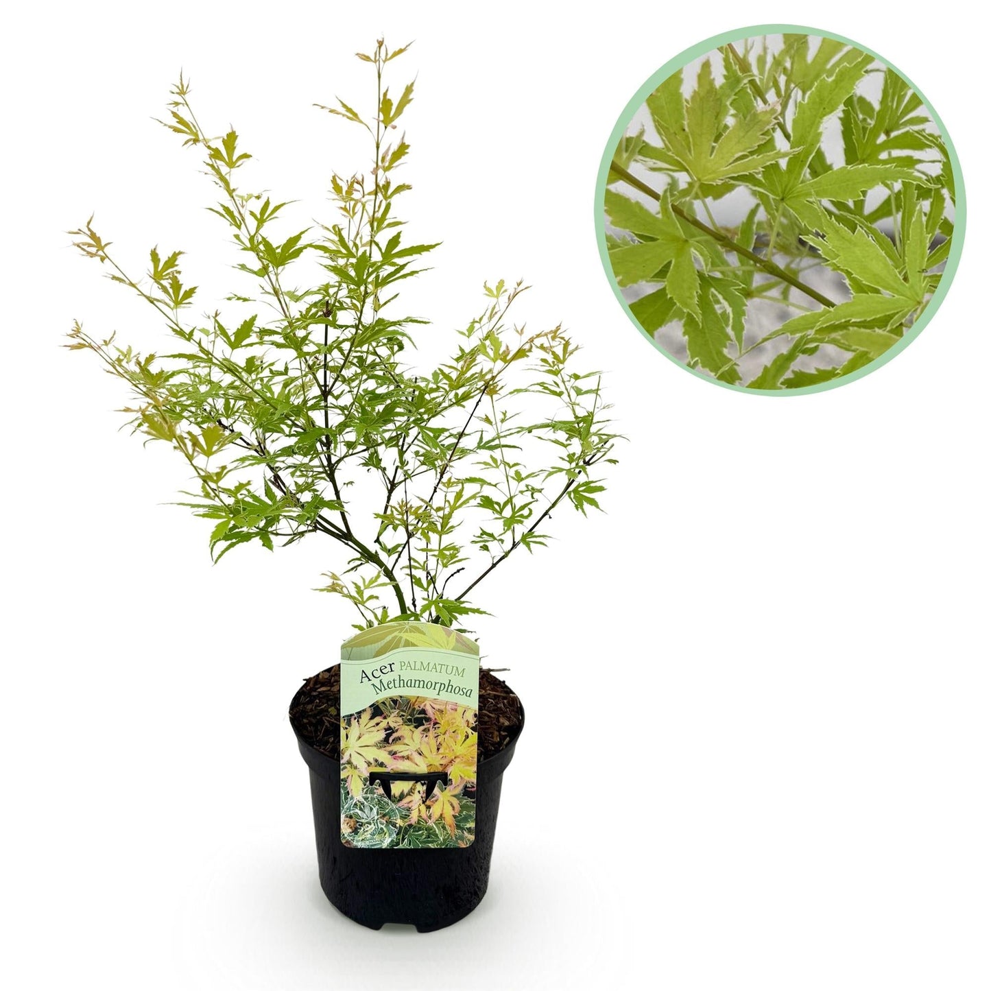 Japanischer Ahorn – Acer palmatum Metamorphosa – 70 cm hoch – 19 cm – Balkonpflanze & Zierbaum – Grünes Frühlingslaub, rote Herbstfärbung – Ideal für Beet & Kübel