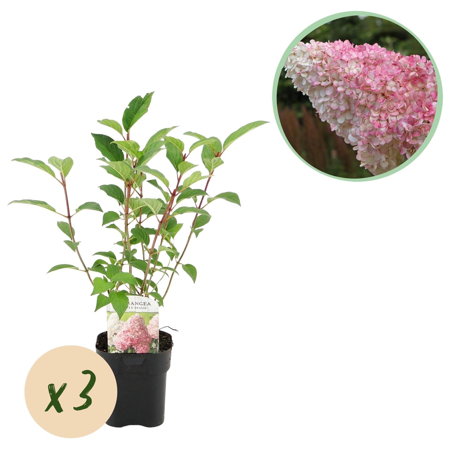 Rispenhortensie – Hydrangea panniculata Vanille Fraise – Blüte Weiß-Rosa – 3 Pflanzen für 1m² – Laubabwerfend – Große Blüten – 17cm – Höhe ca. 50cm