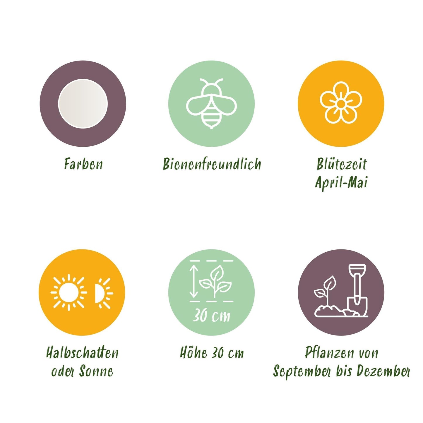 Blumenzwiebeln Leucojum Aestivum – 20 Blumenzwiebeln – Weiße Sommer-Knotenblume – Elegante Frühlingsblumen für Beet, Balkon & Terrasse – Pflegeleicht