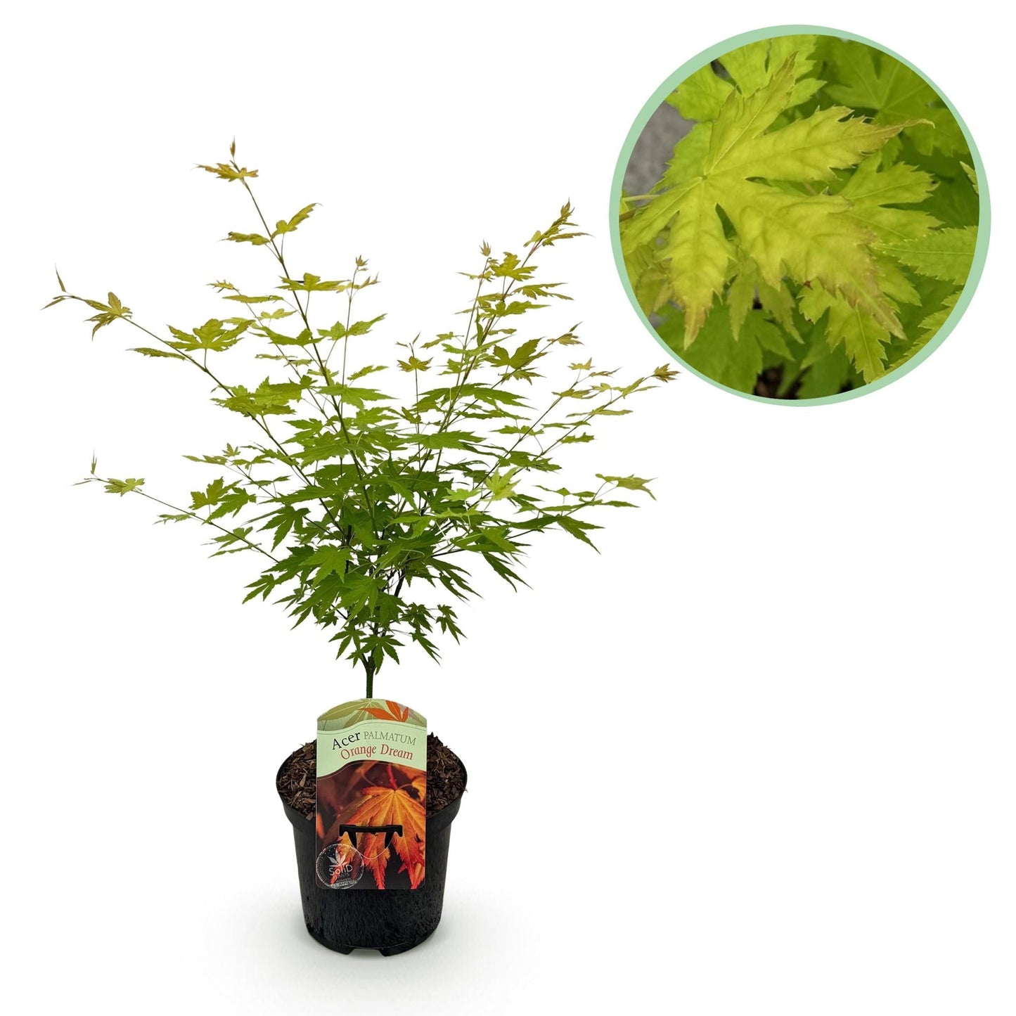 Japanischer Ahorn – Acer palmatum Orange Dream – ca. 70 cm hoch – Orange-Gelb – im 19 cm Topf – Balkon- & Gartenpflanze – Zierbaum mit Farbwechsel