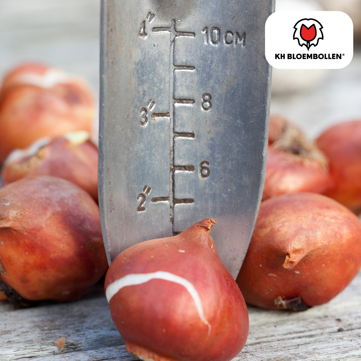 Tulpenzwiebeln Honeymoon – 20 Blumenzwiebeln – Weiße Tulpe mit gezacktem Rand – Elegant & Einzigartig – Für Garten & Topf – Frisch vom Züchter