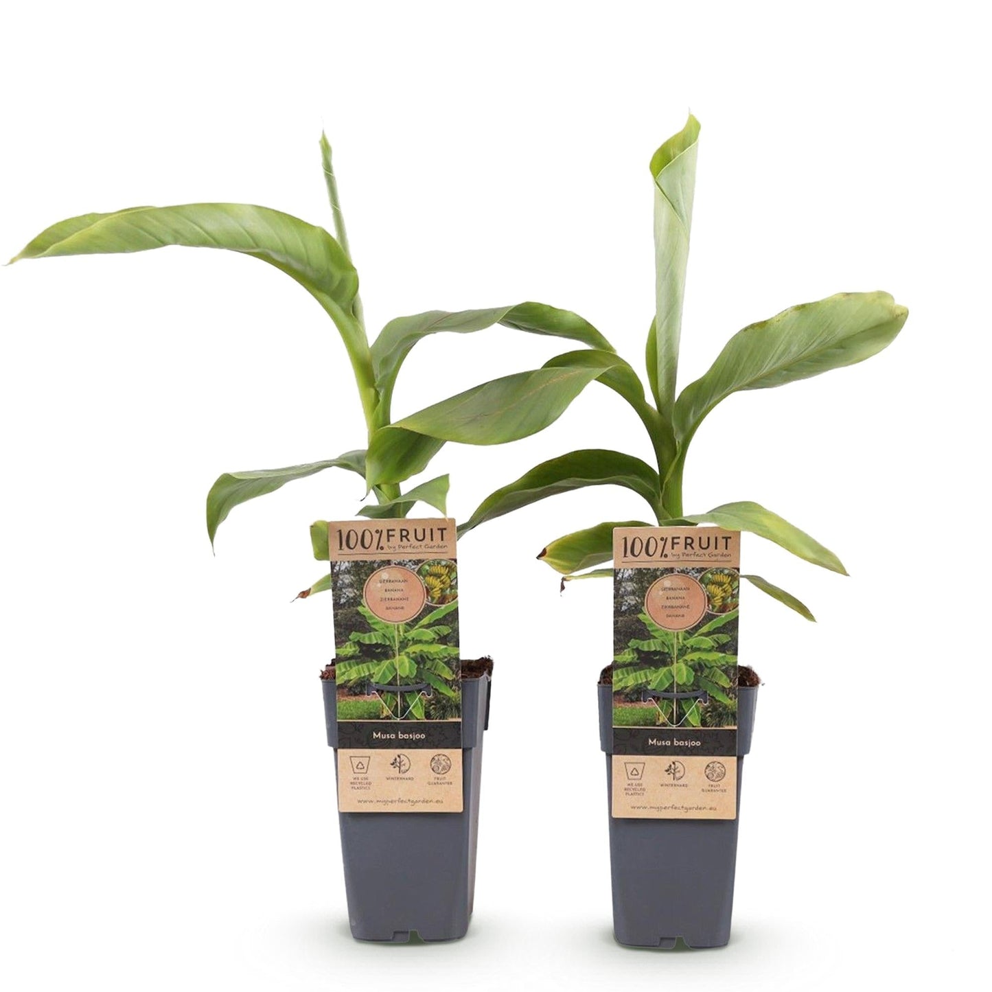 Japanische Faserbanane – Musa basjoo – Winterhart – 2 Pflanzen – Ø15 cm – Höhe ca. 50 cm – Tropische Optik & essbare Früchte – Pflegeleicht – Für Garten, Terrasse & Balkon