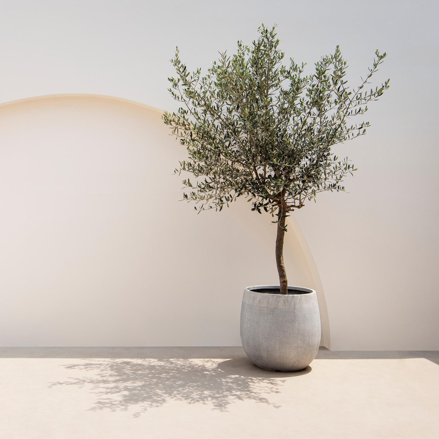 Olea Europaea Olivenbaum auf Stamm – Immergrüne Terrassenpflanze – Pflegeleicht – Ø19 cm – Höhe ca. 90 cm – Mediterranes Flair für Balkon & Garten