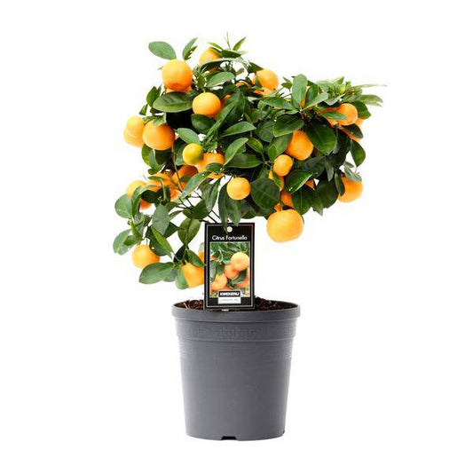 Orangenbaum – Citrus Calamondin – Calamondinorange – Zimmerpflanze Ø15cm – ca. 40cm hoch – duftende Blüten & dekorative Früchte – mediterrane Pflanze für Zuhause, Balkon & Terrasse