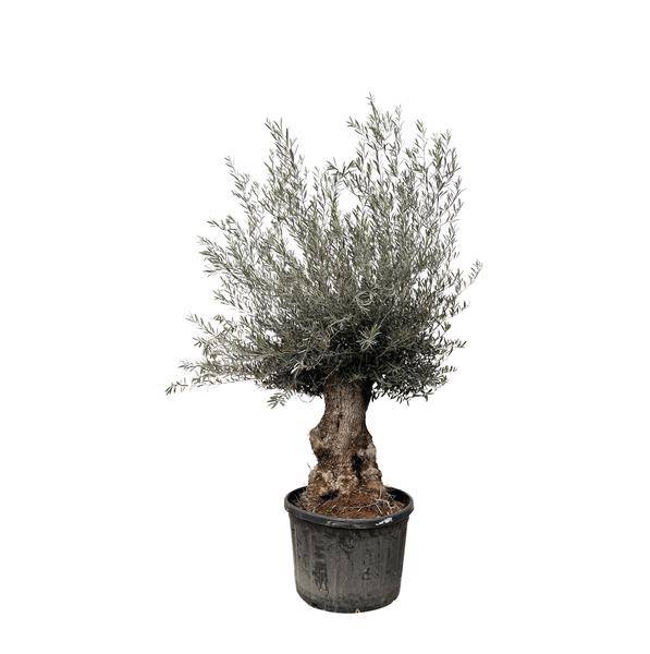 Olivenbaum – Olea Europaea Bonsai – 225cm – Ø80cm – Mediterrane Pflanze mit gedrehtem Stamm – Echter Olivenbonsai für Garten, Terrasse & Innenbereich