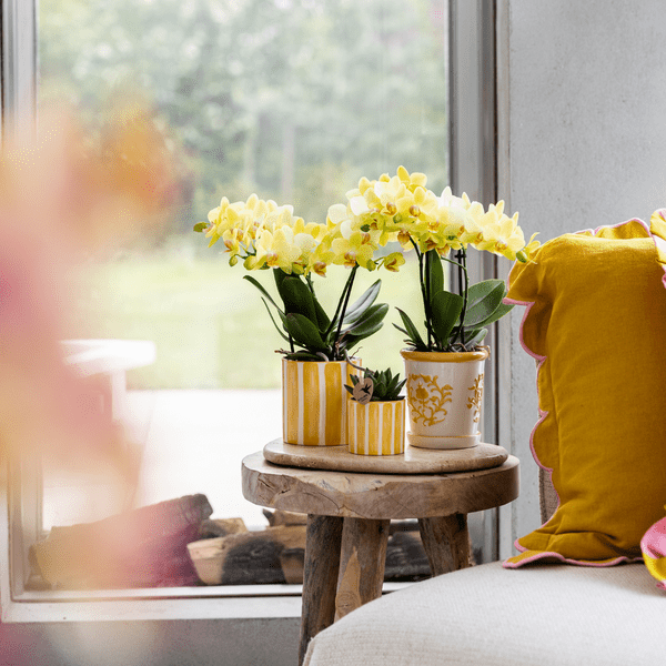 Ziertopf Painted Stripe – Gelb – Ø9cm – Moderner Keramiktopf mit Streifenmuster – Pflanzentopf für Zimmerpflanzen, Sukkulenten & Kakteen – Wohnaccessoire im mediterranen Stil