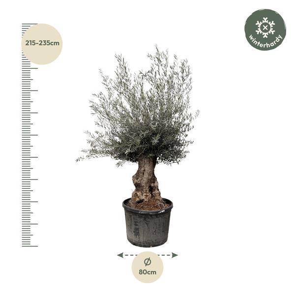 Olivenbaum – Olea Europaea Bonsai – 225cm – Ø80cm – Mediterrane Pflanze mit gedrehtem Stamm – Echter Olivenbonsai für Garten, Terrasse & Innenbereich