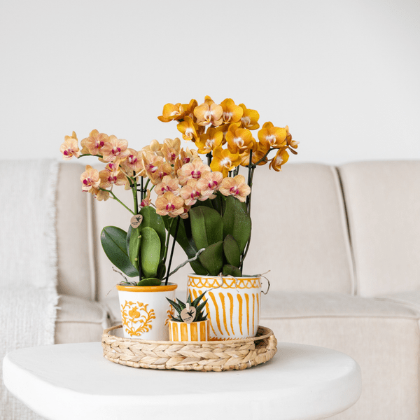 Ziertopf Painted Stripe – Orange – Ø6cm – Moderner Keramiktopf mit Streifenmuster – Stilvolles Wohnaccessoire für kleine Zimmerpflanzen, Sukkulenten & Kakteen