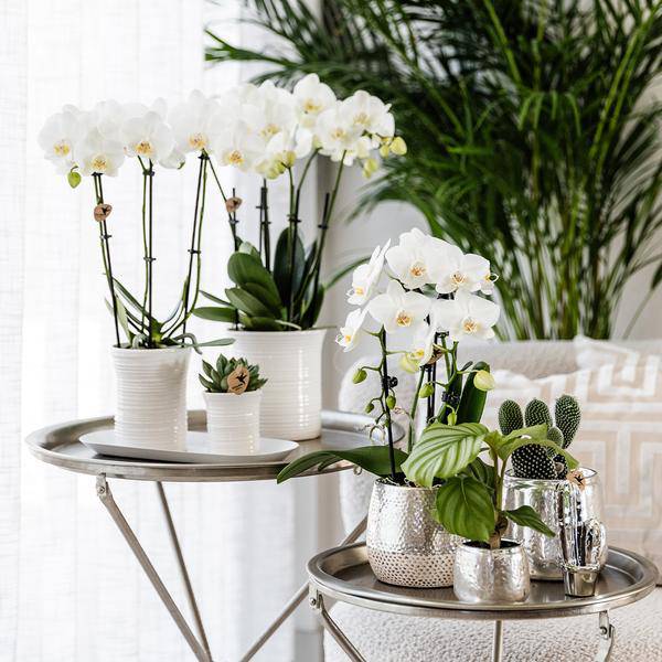 Blumentopf Elite Silber – Ø9cm – Glänzender Keramik Übertopf – Dekorativer Pflanztopf für Zimmerpflanzen – Moderner Keramiktopf für stilvolle Innendeko