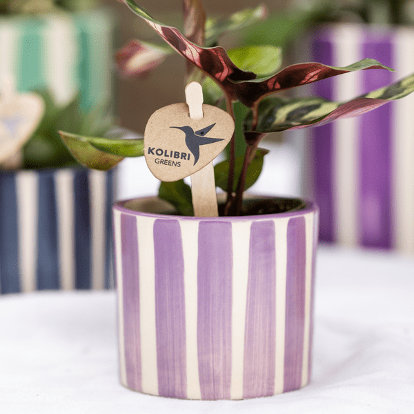 Ziertopf Painted Stripe – Flieder – Ø6cm – Moderner Pflanzentopf aus Keramik – Dekotopf mit Streifenmuster – Stilvolles Wohnaccessoire für Sukkulenten & Kakteen