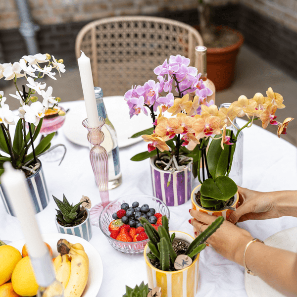 Ziertopf Painted Stripe – Gelb – Ø6cm – Moderner Keramiktopf mit Streifenmuster – Pflanzentopf für Sukkulenten, Kakteen & kleine Zimmerpflanzen – Mediterranes Wohnaccessoire