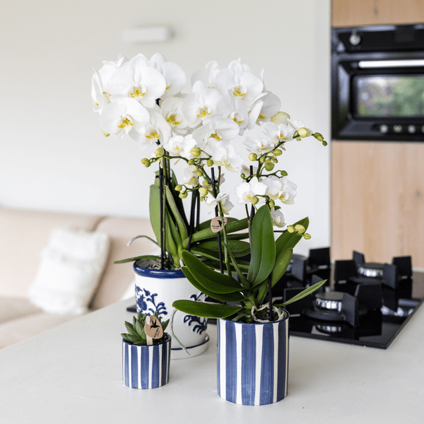 Ziertopf Painted Stripe – Blau – Ø6cm – Moderner Keramiktopf mit Streifenmuster – Stilvolles Wohnaccessoire für kleine Zimmerpflanzen, Sukkulenten & Kakteen